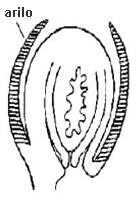 Esquema del ovulo en corte longitudinal