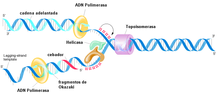 estructura del adn. Replicación del ADN