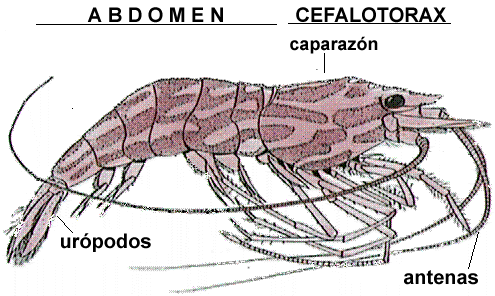 Resultado de imagen de Cefalotórax