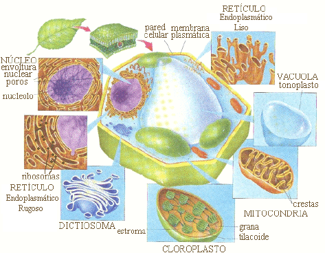 Célula vegetal