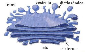 Corte de dictiosoma