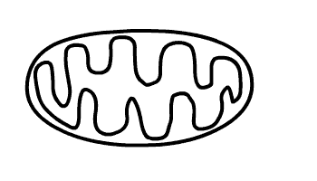 División de una mitocondria