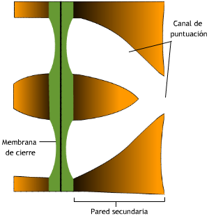 Opiniones de punteaduras