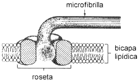 Microfibrilla