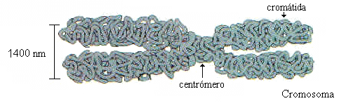 Cromosoma