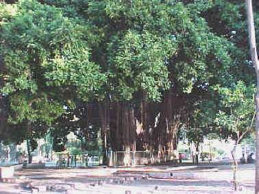 Ficus benghalensis (Corrientes)