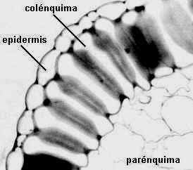 Colénquima radial
