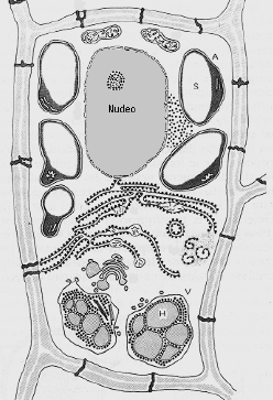 Endosperma crneo en clula de Hordeum vulgare