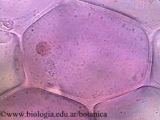 Clula parenquimtica con pigmentos antocinicos