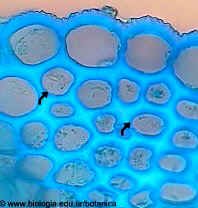 Células del colénquima con pared secundaria