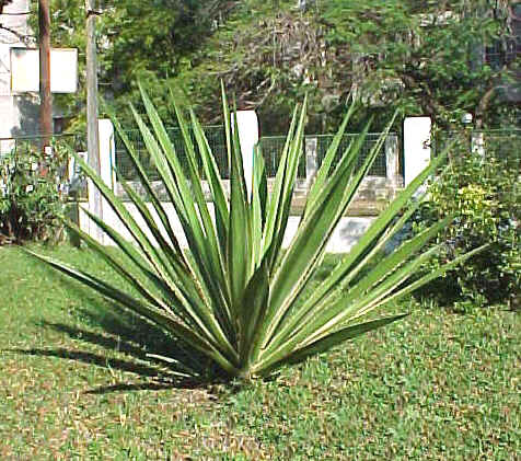 Agave sp. (Monocot.)