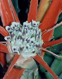 Bromelia serra, caraguatá (Monocot.)