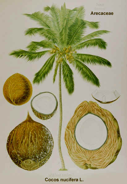 Dibujo de Cocos nucifera, coco (Monocot.)