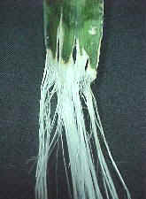 Hoja de Sanseviera sp., cola de tigre (Monocot.)