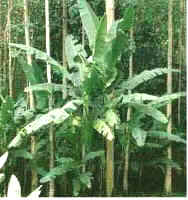 Musa textilis (Monocot.)