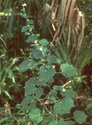 Planta de Urena lobata (Dicot.)