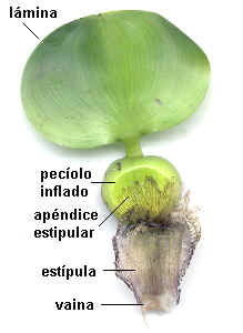 Estípula (Eichornia crassipes)