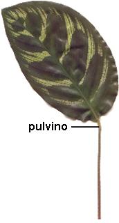 Pulvino (Marantaceae)
