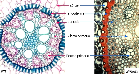 segmental vene intradermice varicoase