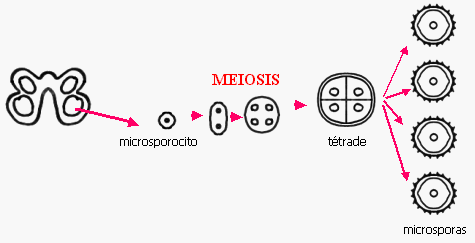microsporogenesis y megasporogenesis pdf