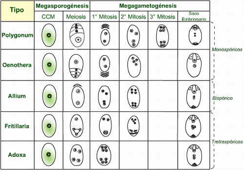 microsporogenesis y megasporogenesis pdf