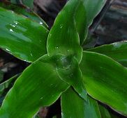 Hojas en roseta de "planta tanque" (Bromeliaceae)