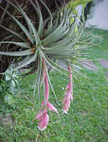 Epfita (Bromeliaceae)