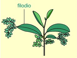 Filodios ( Acacia)