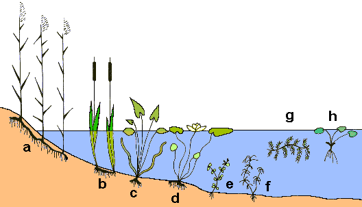 Plantas hidrófitas