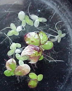 Lentejita de agua (Lemnacea)