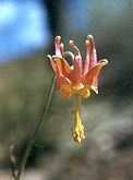 Corola espolonada (flor péndula)