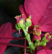 Euphorbia pulcherrima