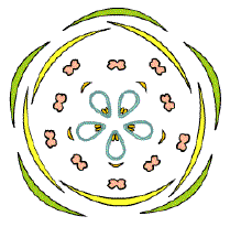 Diagrama floral de flor verticilada