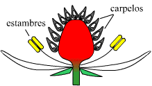 Esquema de corte longitudinal de flor de Fragaria