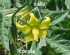 Flor heteroclamídea