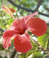 Androceo monadelfo en Hibiscus