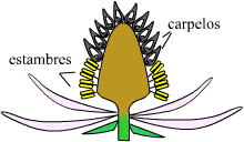 Esquema de corte longitudinal de flor de Magnolia