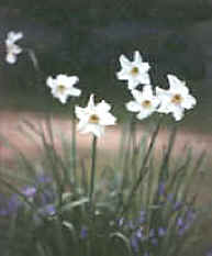 Corona en Narcissus sp.