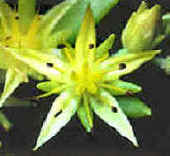 Flor de disposición verticilada