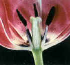 Flor hipógina de Tulipa