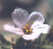 Flor isostémona de Turnera
