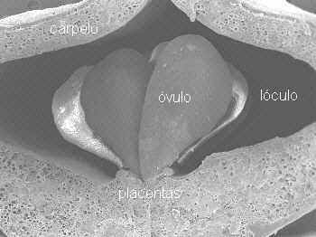 Corte transversal de ovario de Lilium sp.