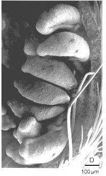Corte longitudinal de ovario (MEB)