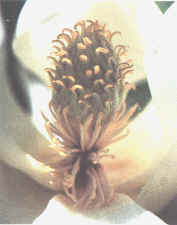 Magnolia madura