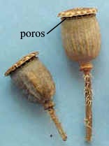 Capsula de Papaver somniferum 