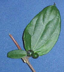 Bibaya de Lonicera japonica