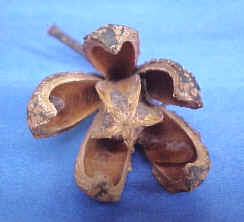 Capsula de Cedrela tubiflora