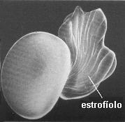 Fotografia de Semilla de Chelidonium majus
