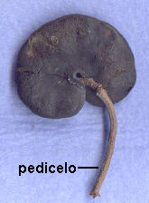 Legumbre indehiscente de Enterolobium contortisilicum