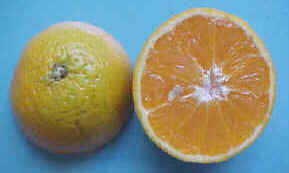 Hesperidio de Citrus aurantium